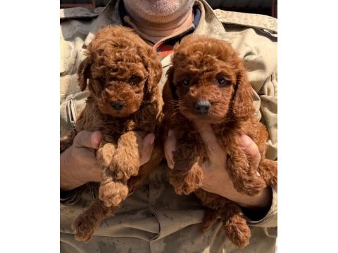 Toypoodle sevimli yavrular 