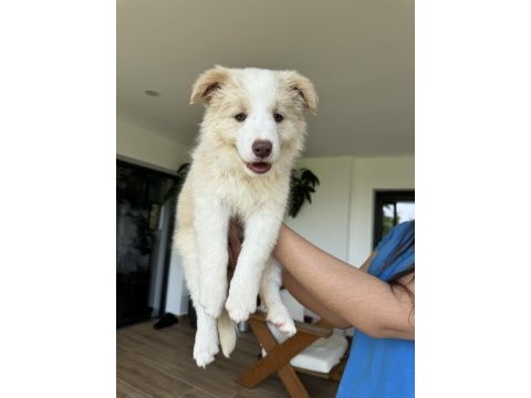 Safkan border collie yavruları (eered border collie)