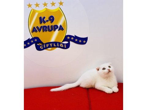 K9 avrupa çiftliğinden brtish ve scottish yavruları