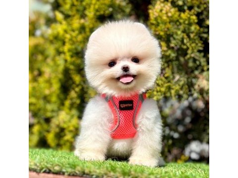 Safkan pomeranian boo köpeklerimiz