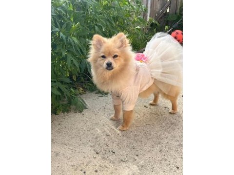 Çok güzel pomeranian dişi 1 yaşında acil
