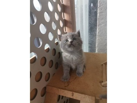 Bayram şekeri tadında gri dişi yavru british shorthair