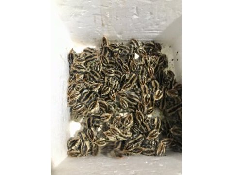 Günlük bıldırcın civcivi