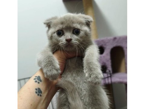 2 aylık scottish fold