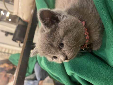 Minik yavru british shorthair