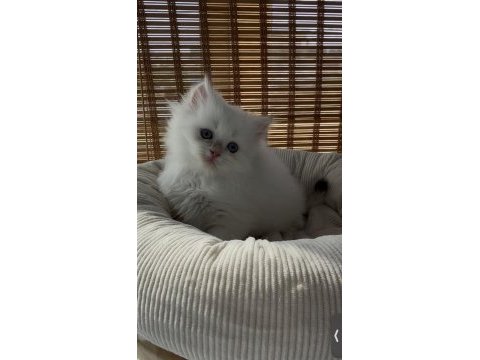 British longhair yavru sahiplendirme