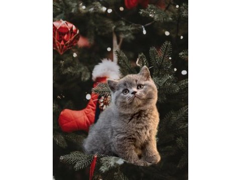 British shorthair yavrularımız