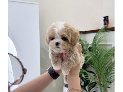 Üst kalite maltipoo bebeklerimiz