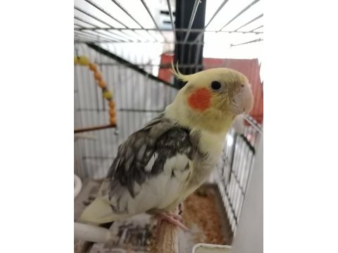 Konuşkan sultan papağanı