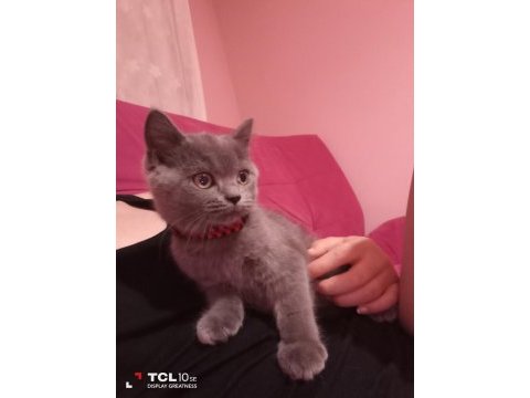 Sahibini arıyor british shorthair