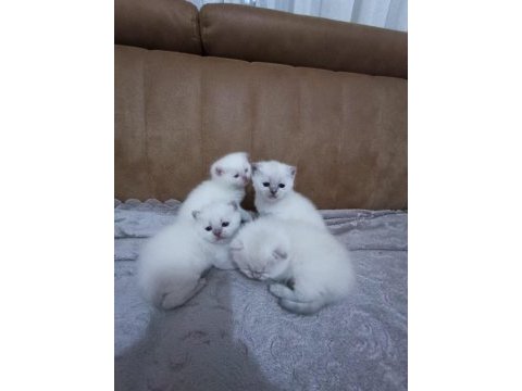 Kaliteli sağlıklı british shorthair yavrular