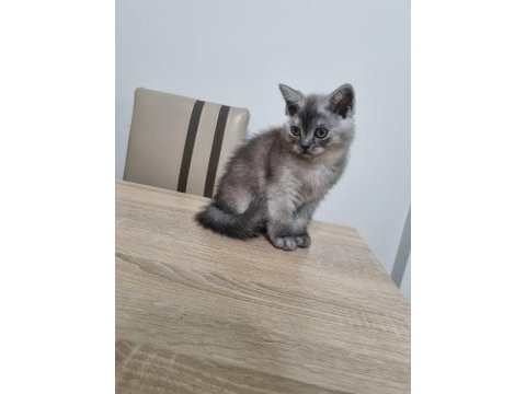 British shorthair dişi kedimiz