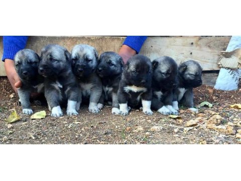 Truva kangal köpek çiftliği