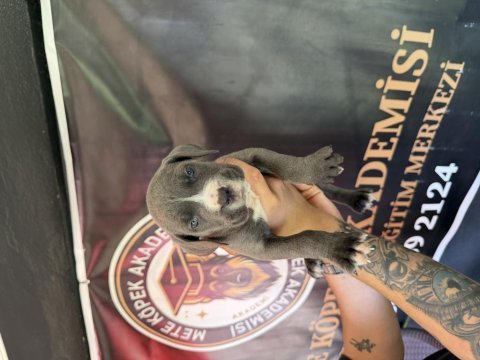 Blue mavi göz cane corso yavrular
