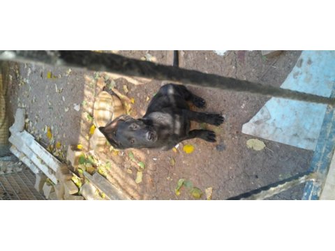Siyah jet black yavru malinois