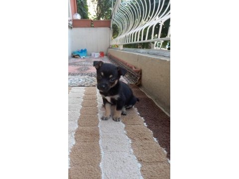 Orjinal pinscher minyatür 0 numara dişi