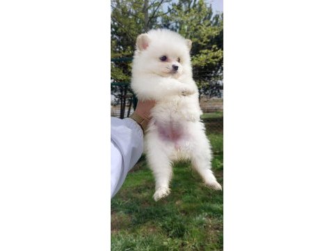 Pomeranian boo köpeği