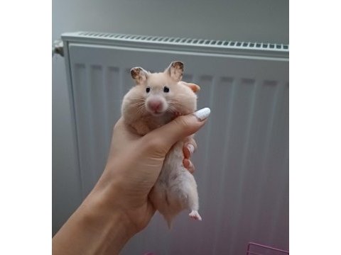 Dişi hamster