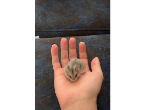 1 aylık yavru gonzales hamsterlar