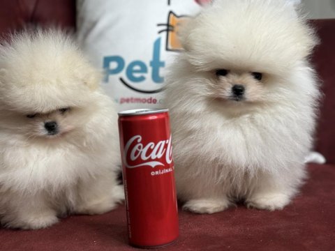 Wc eğitimli tea cup pomeranian yavrularımız