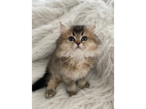 British longhair2 aylık dişi ve erkek yavru