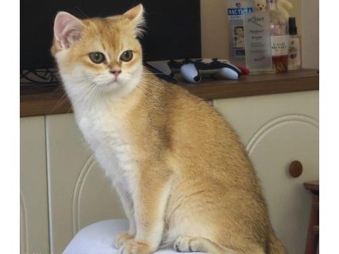 British shorthair dişi kedimiz