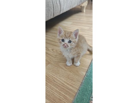 Minik kedilere yuva arıyorum