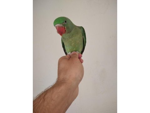 Evcil yeme düşmüş iskender papağanı el besleme
