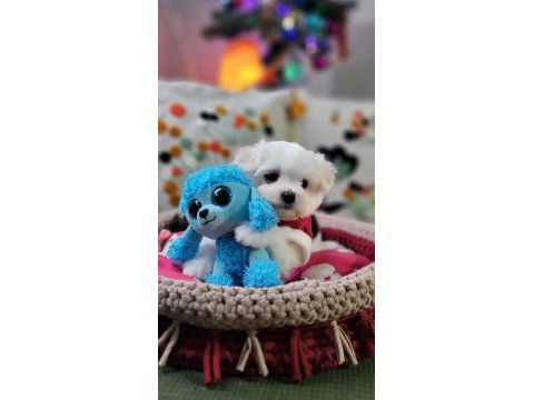Şecereli teacup kore kanı dişi maltese yavrumuz