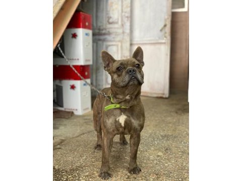 1.5 yaşında erkek çok uysal ve çok akıllı french bulldog