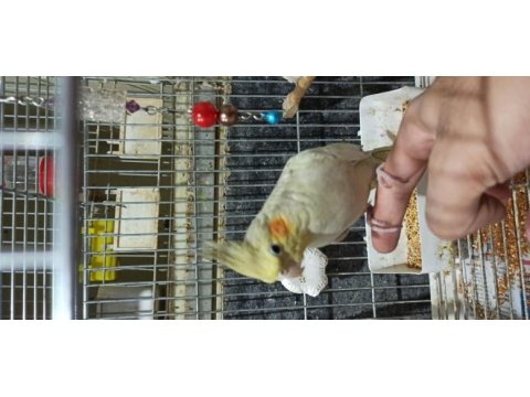 Ele kola alışık sultan papağanı