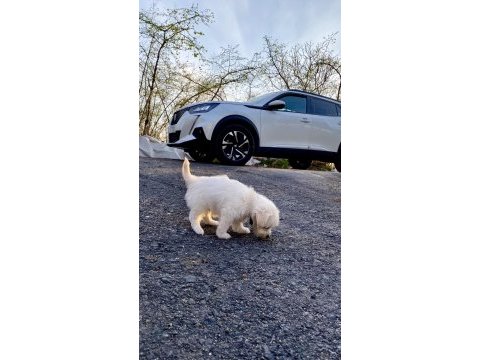Beyaz malta terrier
