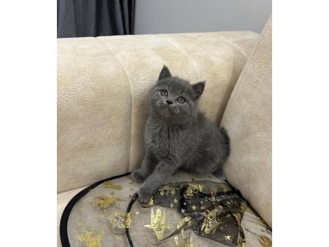 A kalite safkan british shorthair dişi erkek