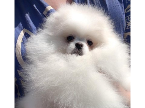 En iyisini arayanlar için fcı export sçr li pomeranian