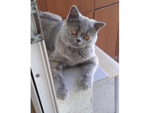 Ücretsiz sahiplendirilecek 7 aylık british shorthair