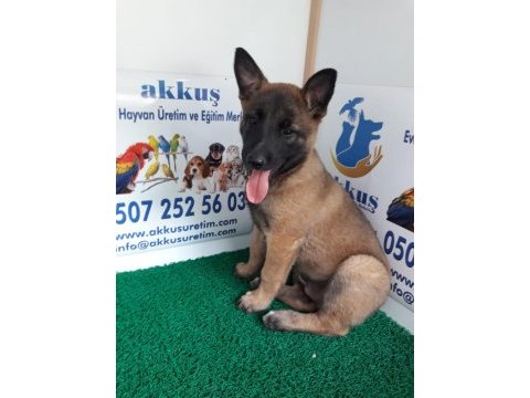 Akkuş üretim çiftliğinden malinois yavruları