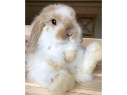 Lop tavşanlarımız gün içi gönderim mevcut