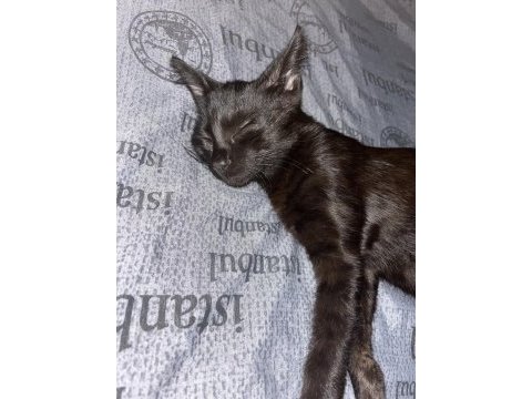 Kedimiz gece için acil yuva arıyorum