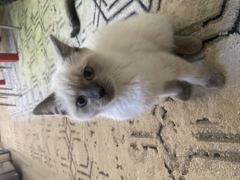 British blue point