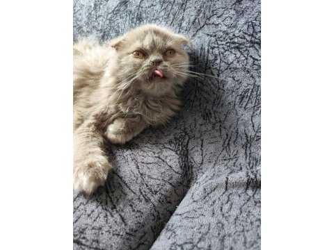 Scottish fold ve iran persian kırması