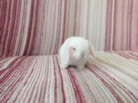 Cüce lop miniatür lop cüce tavşan çiftliği