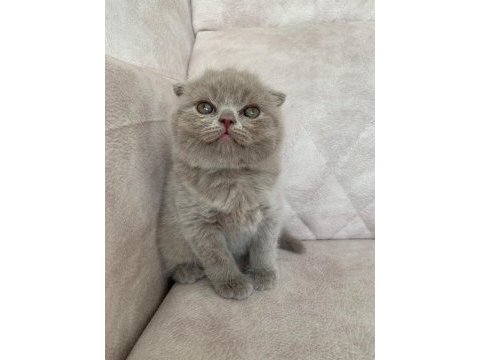 Show kalite sıfır kulak top kafa fawn renk bebis