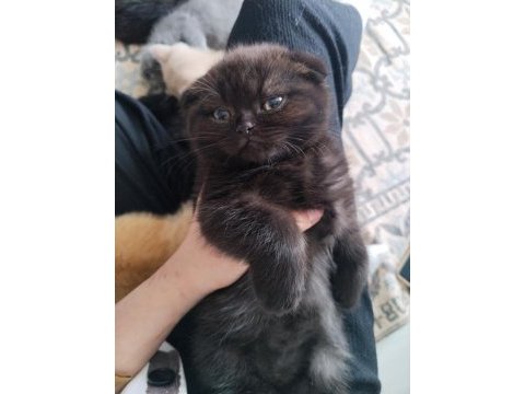 Scottish fold ve ragdoll kırması yavru