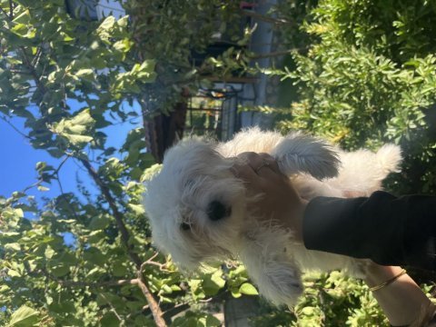 Korekan maltese terrier