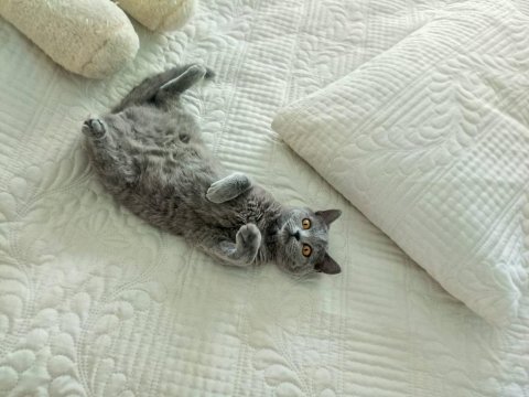 British shorthair 7 aylık dişi