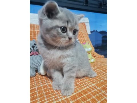 British shorthair dişi yavru