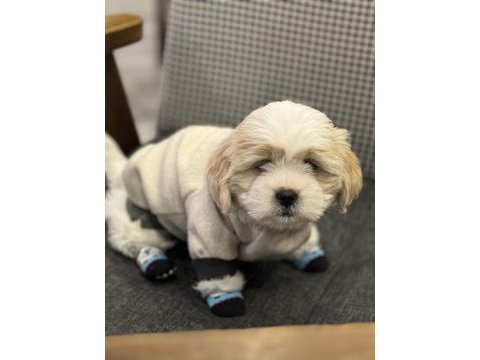 3 aylık shih tzu