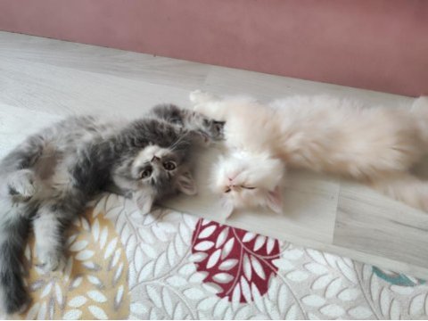 Chinchilla bebekler biz hazırız