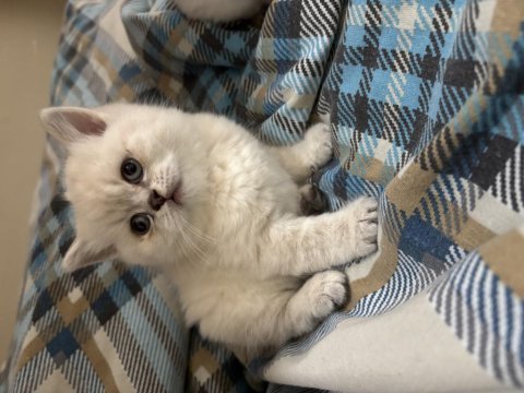 British shorthair lynx point