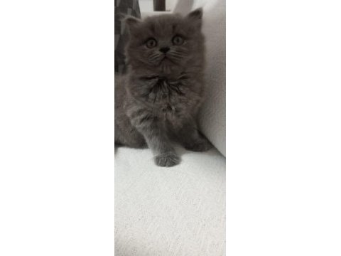 2 aylik yavru kedimiz erkektir uygunluk sağlanır